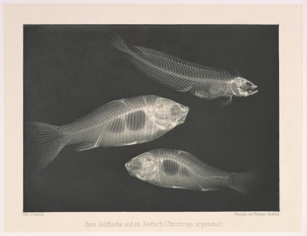 xray fish