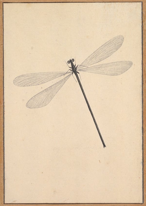 Dragonfly