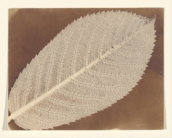 talbot leaf