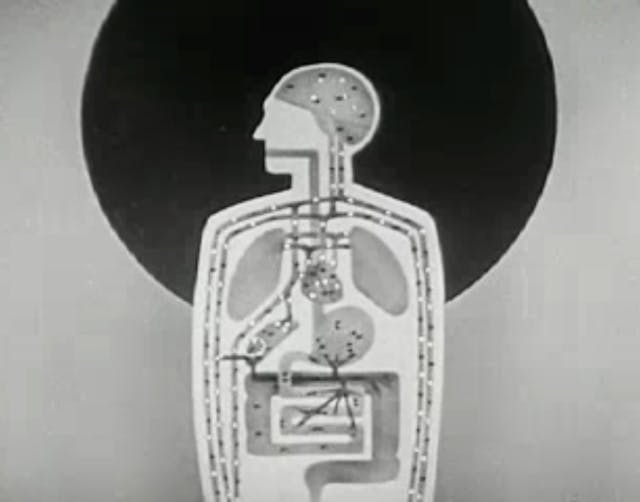 Alcohol and the Human Body (1949)