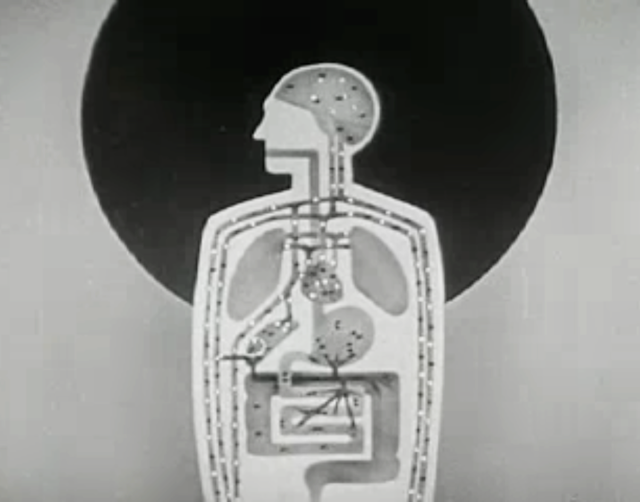 Alcohol and the Human Body (1949)