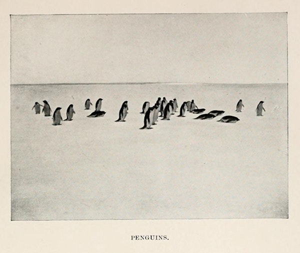 https://the-public-domain-review.imgix.net/collections/amundsen-s-south-pole-expedition/6504420251_dcbda2804b_o.jpg?w=600