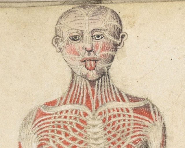 Anatomical Illustrations from 15th-century England
