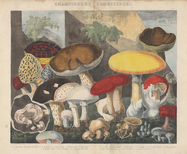 Lithograph of mushrooms