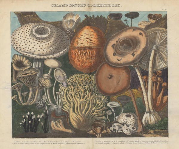 Lithograph of mushrooms