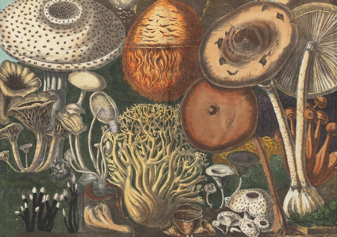 lithograph of mushrooms