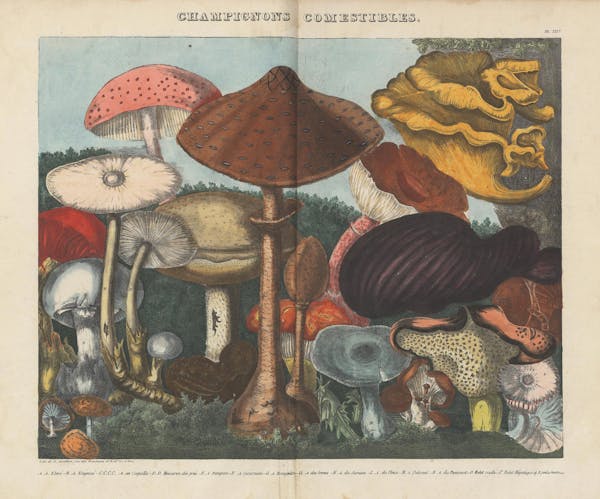 Lithograph of mushrooms