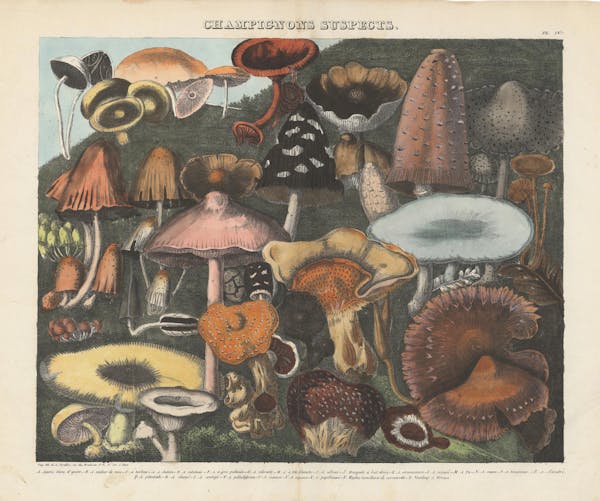 Lithograph of mushrooms