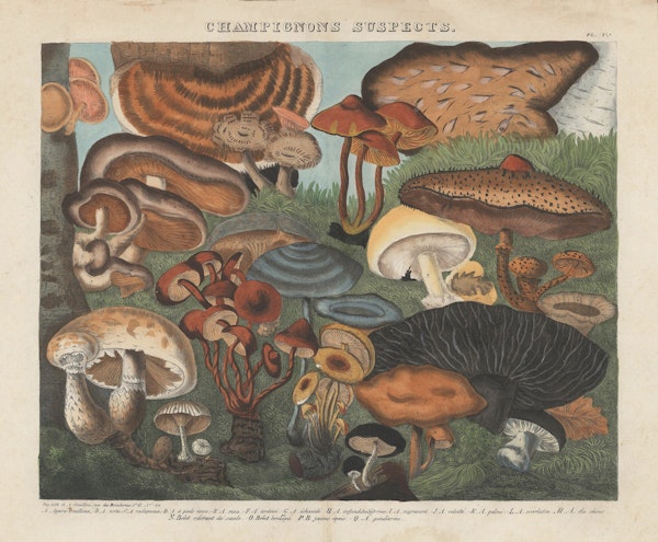 Lithograph of mushrooms