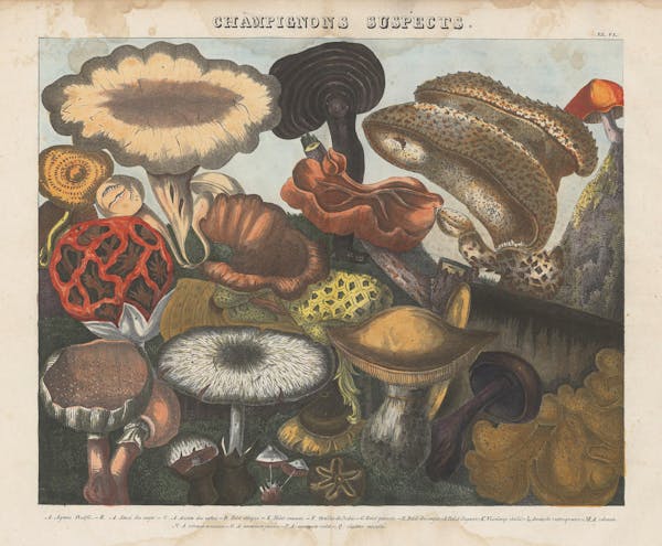 Lithograph of mushrooms