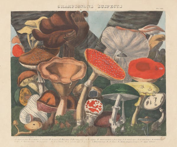 Lithograph of mushrooms