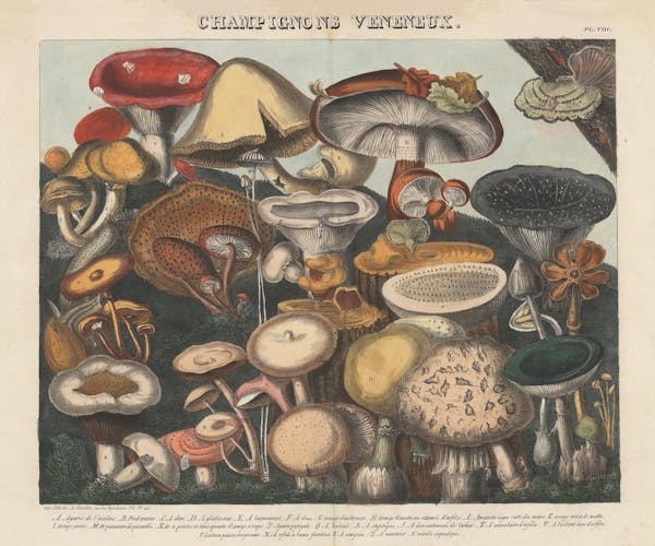 Lithograph of mushrooms