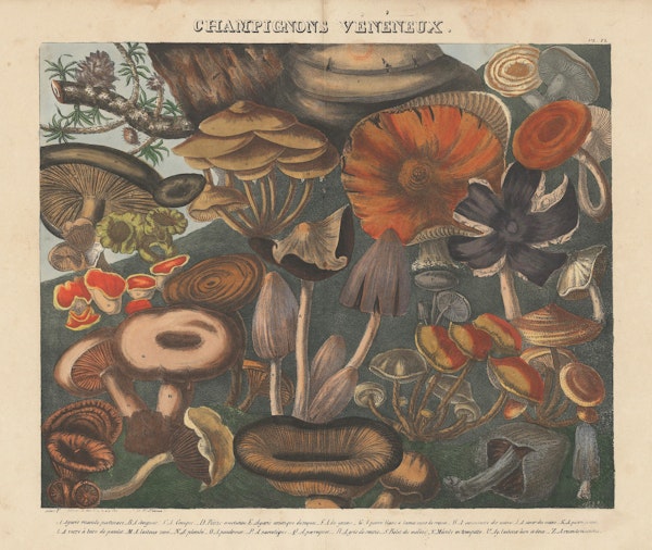 Lithograph of mushrooms