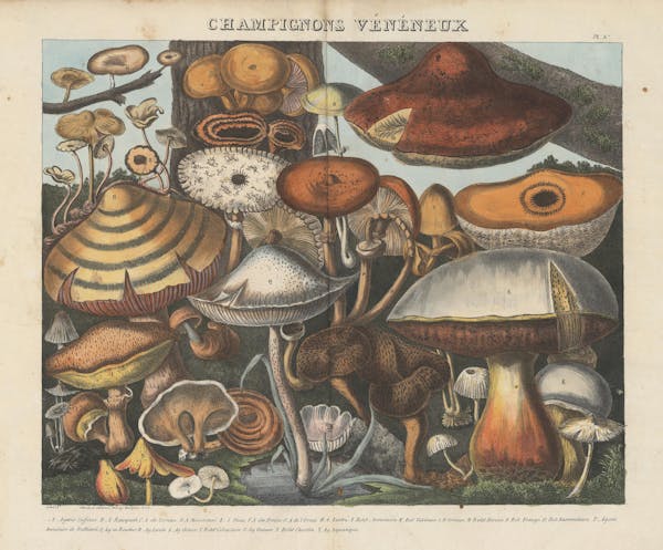 Lithograph of mushrooms