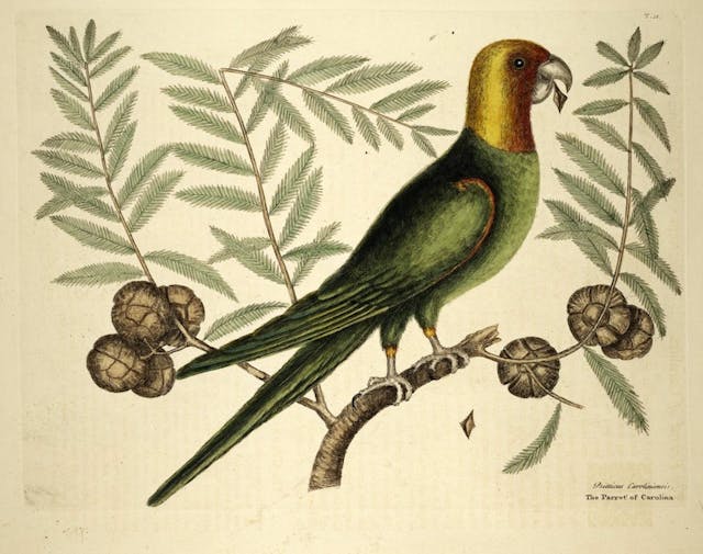 Birds from *The Natural History of Carolina, Florida, and the Bahama Islands* (1754)