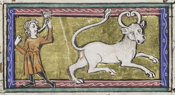 Medieval image of bonnacon