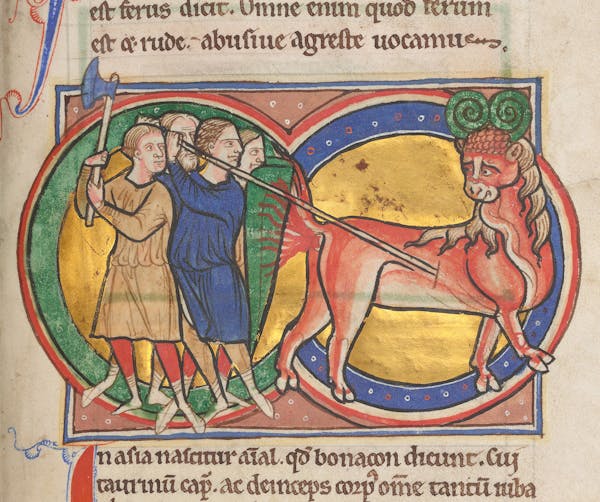 Medieval image of bonnacon