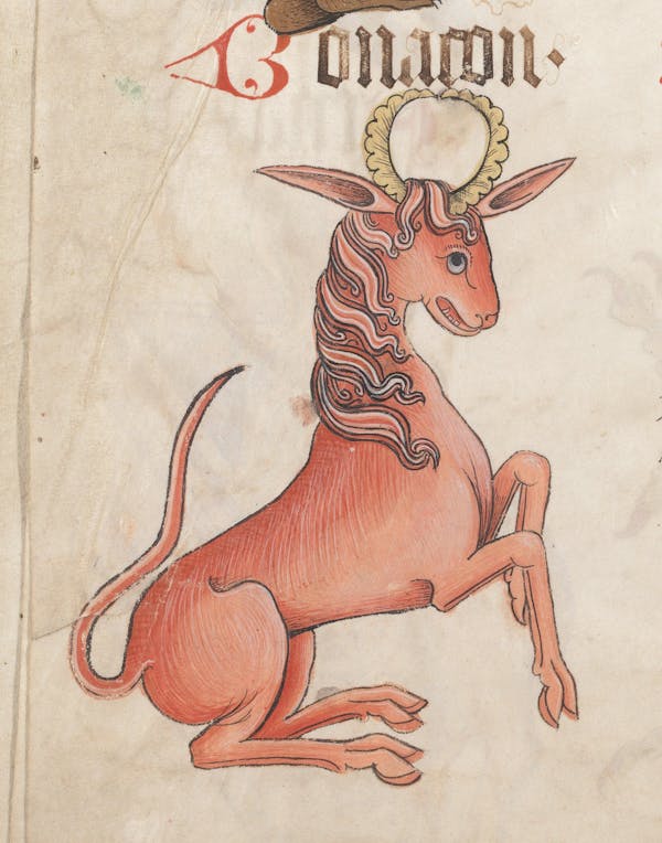 Medieval image of bonnacon