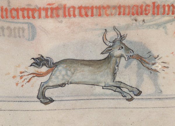 Medieval image of bonnacon