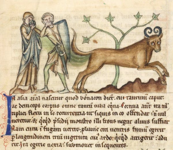 Medieval image of bonnacon