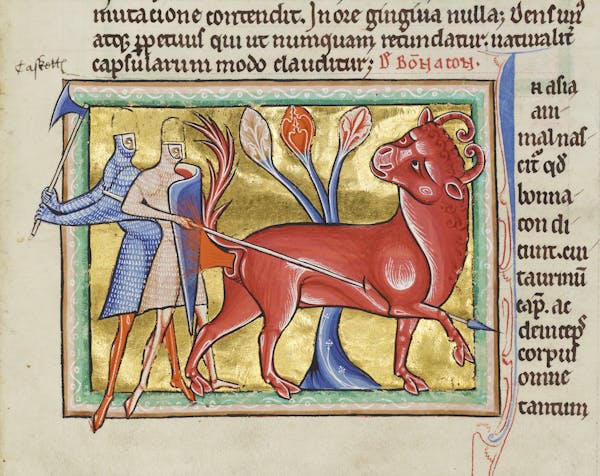 Medieval image of bonnacon