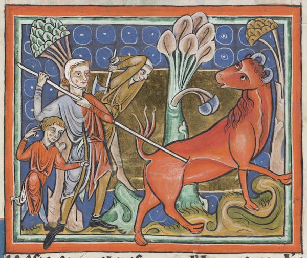 Medieval image of bonnacon