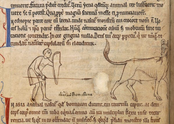 Medieval image of bonnacon