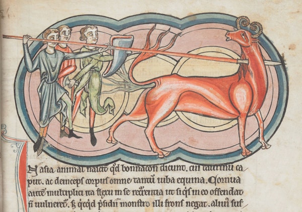 Medieval image of bonnacon