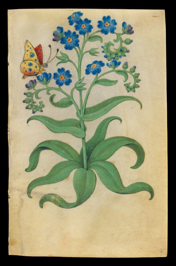 Painting of flowers