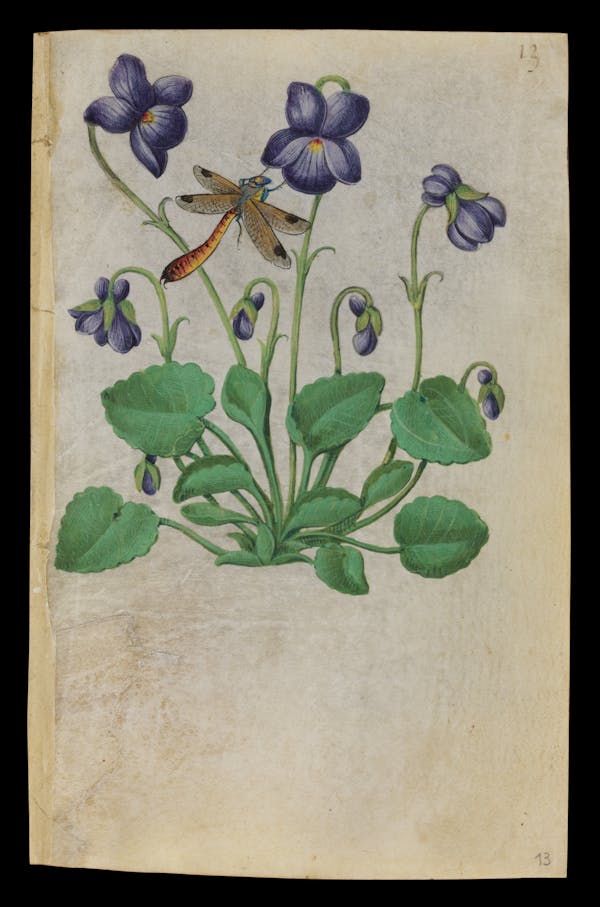 Painting of flowers