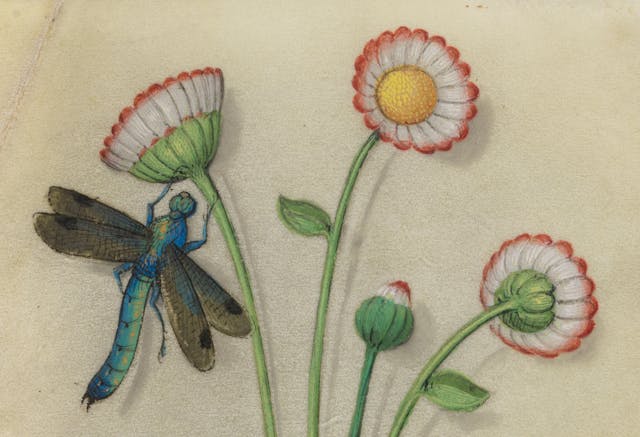 Master of Claude de France’s Book of Flower Studies (ca. 1510–1515)