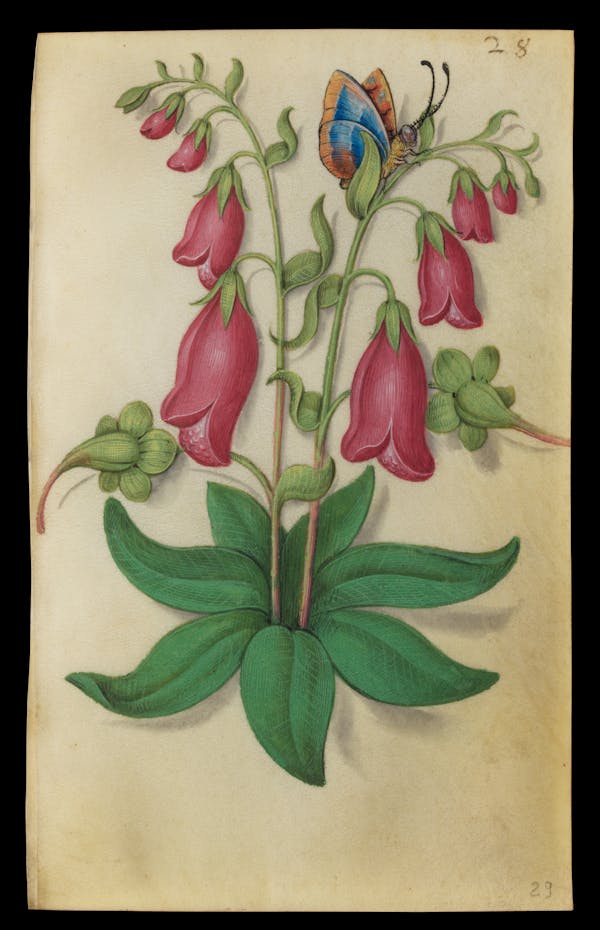 Painting of flowers