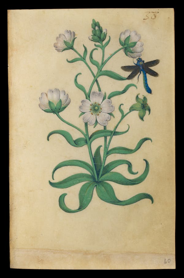 Painting of flowers