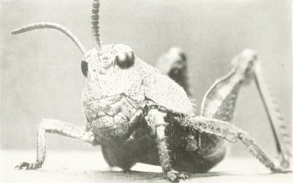 Macrophotograph of insect