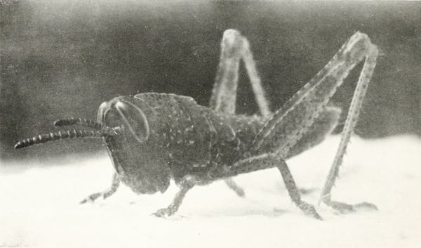 Macrophotograph of insect