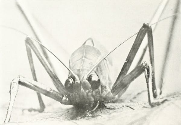 Macrophotograph of insect