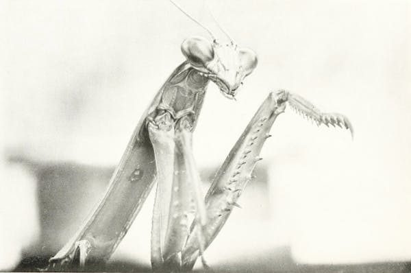 Macrophotograph of insect