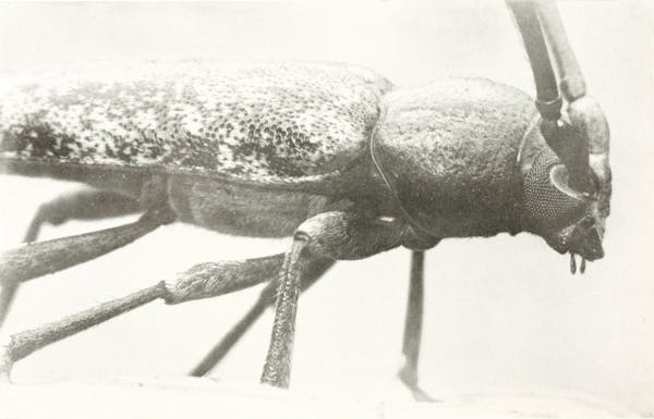 Macrophotograph of insect