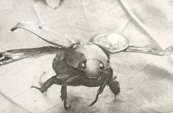 Macrophotograph of insect