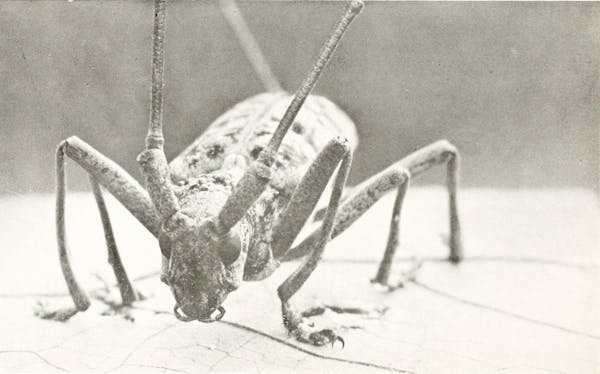 Macrophotograph of insect