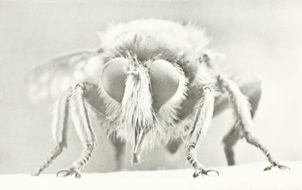 Macrophotograph of insect