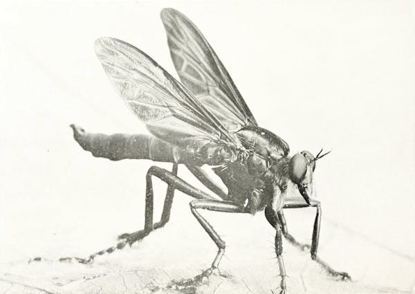 Macrophotograph of insect