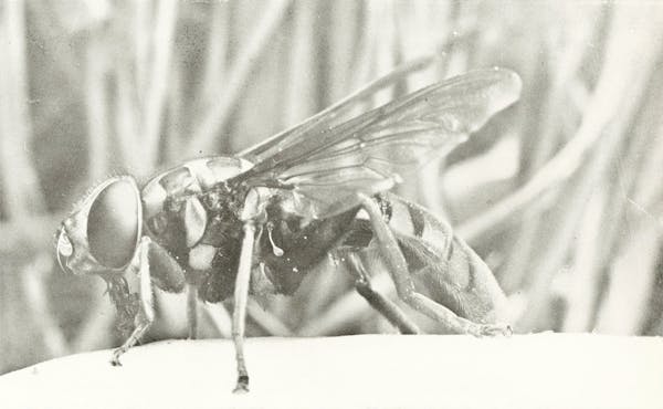 Macrophotograph of insect