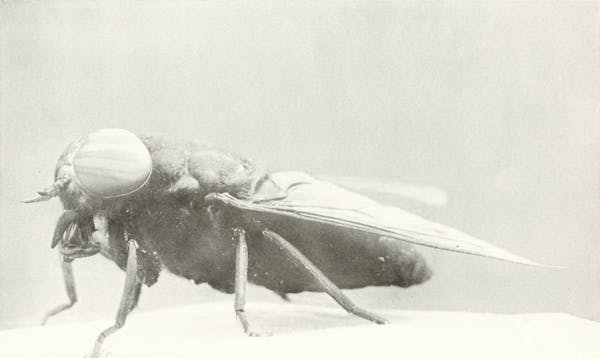 Macrophotograph of insect