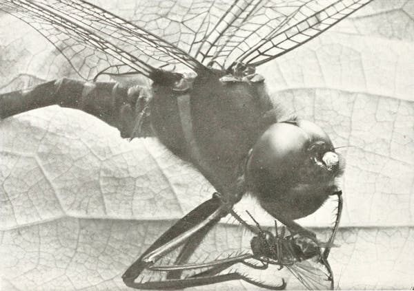 Macrophotograph of insect