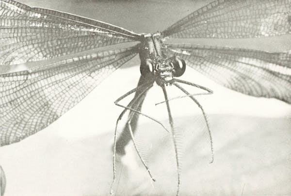 Macrophotograph of insect