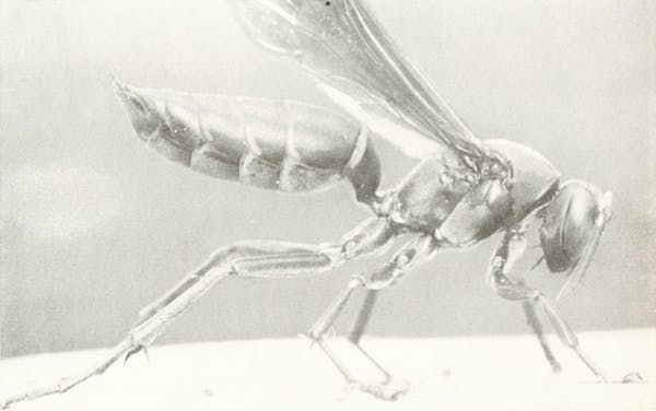 Macrophotograph of insect