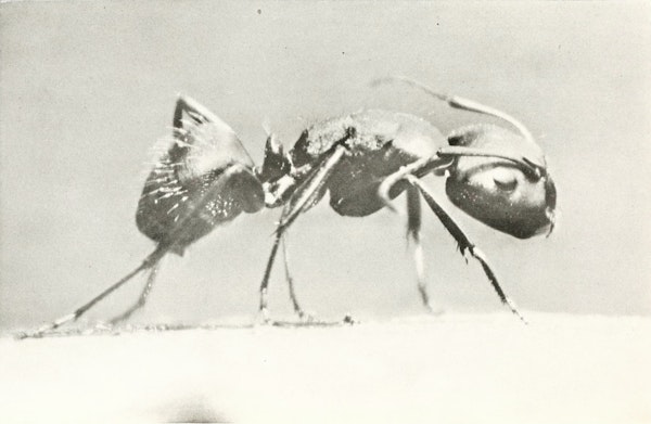 Macrophotograph of insect