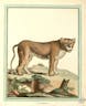 Buffon and de Sève’s Quadrupeds (1754)