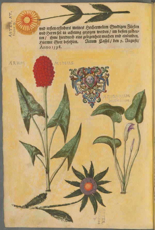 Illustration of the commemorative events held for Elisabeth of Hessen’s christening.